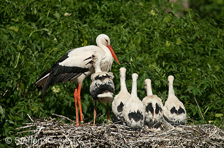 Weißstorch, Ciconia ciconia 051